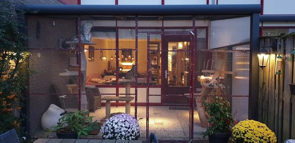 Maine Coon Cattery-Free - Geldrop pet otel