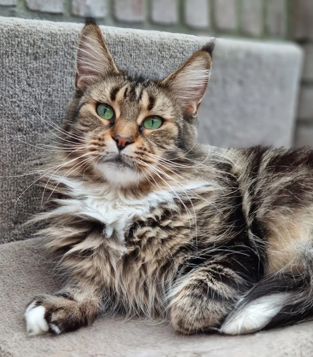 Maine Coon Cattery-Free - Geldrop pet otel görseli 3