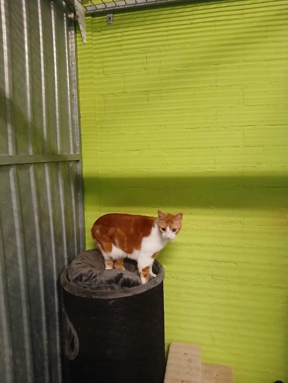 Poezen-Kattenhotel Alinda - Geldrop pet otel