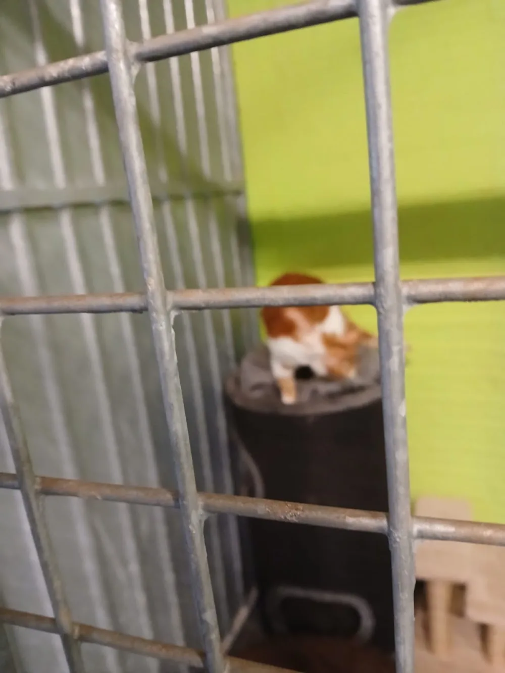 Poezen-Kattenhotel Alinda - Geldrop pet otel görseli 7