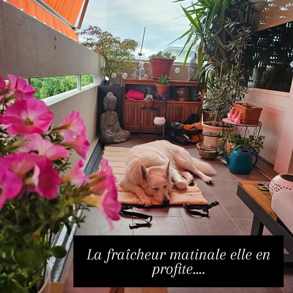 4 Pattes Services - Geneva pet otel görseli 4
