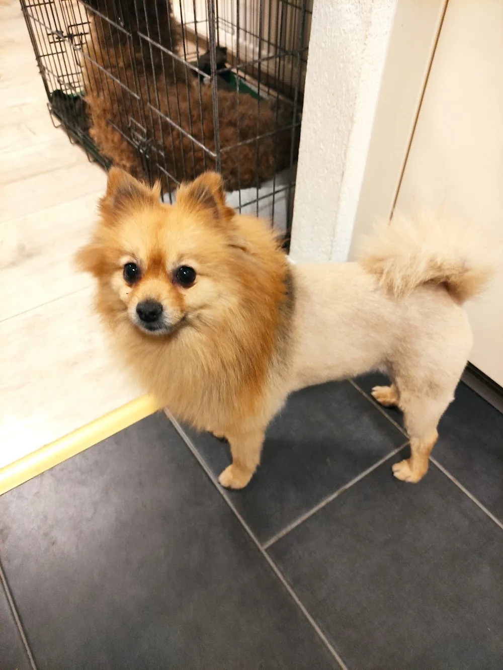 Hundeferienpension (Hundeferienparadies GmbH) - Geneva pet otel görseli 3