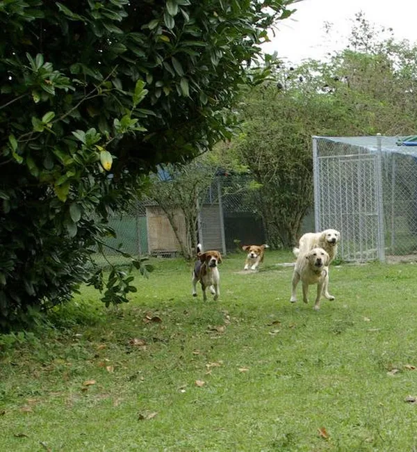 Of Liberty - dog day boarding kennel - Garde journalière chiens - Geneva pet otel