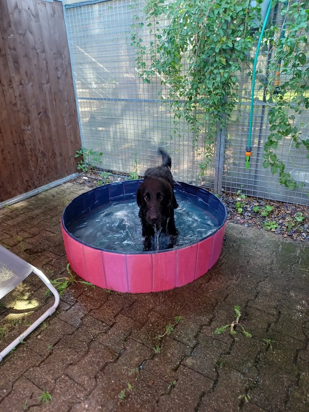 Schöni's Hundebetreuung vom Thur Valley - Geneva pet otel