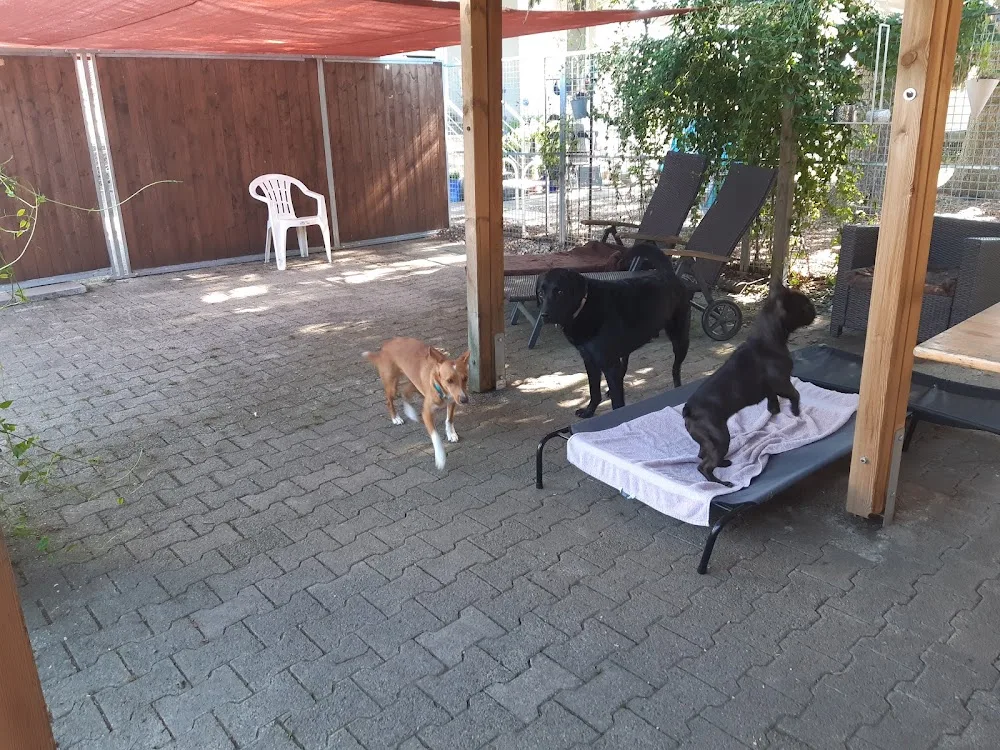 Schöni's Hundebetreuung vom Thur Valley - Geneva pet otel görseli 3