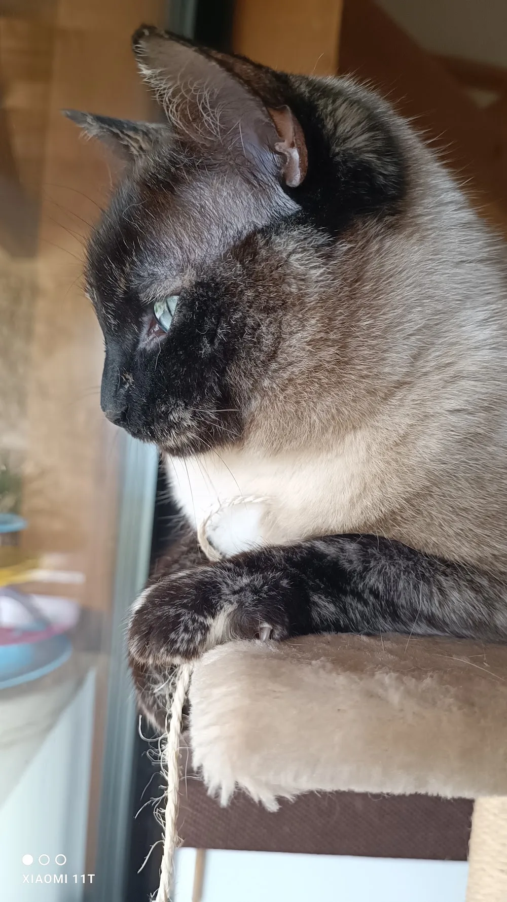 Au chat perché - Gers pet otel görseli 2