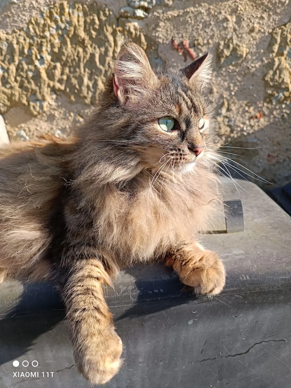 Au chat perché - Gers pet otel görseli 3