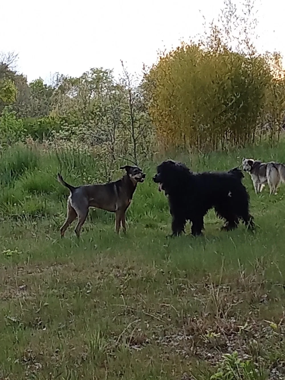 Au chien savant pension canine marciac, gers. - Gers pet otel görseli 3