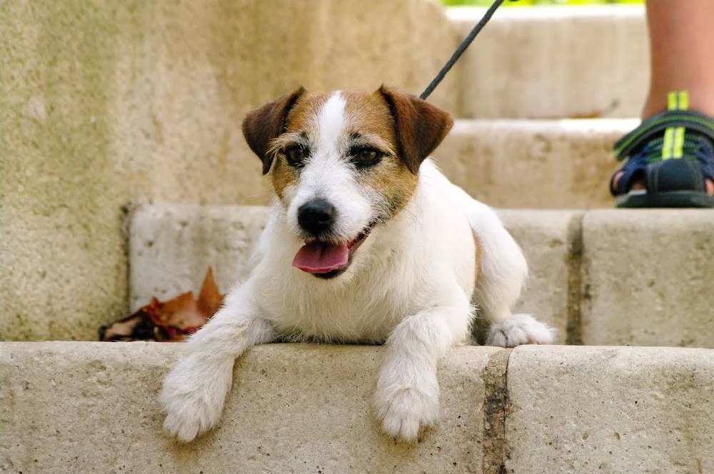 Pension Canine du GALI - Pension & Taxi Canin - Gers pet otel görseli 7