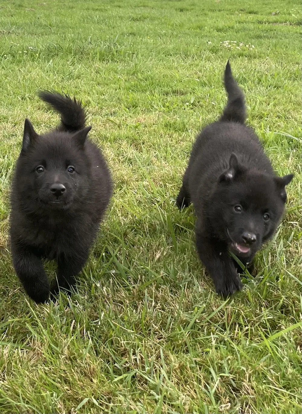 Pension canine et féline Des Derniers Centurions - Gers pet otel