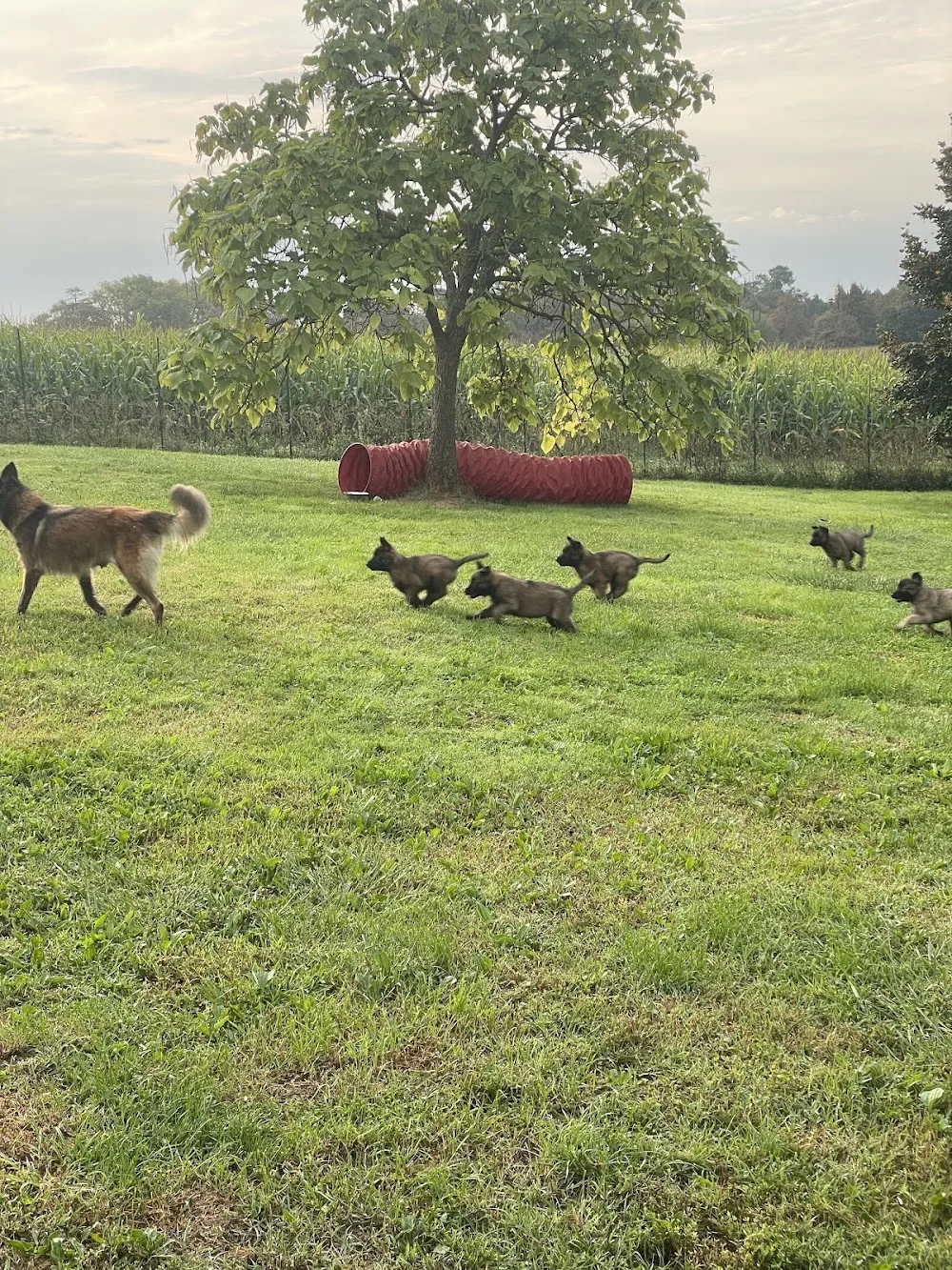 Pension canine et féline Des Derniers Centurions - Gers pet otel görseli 3