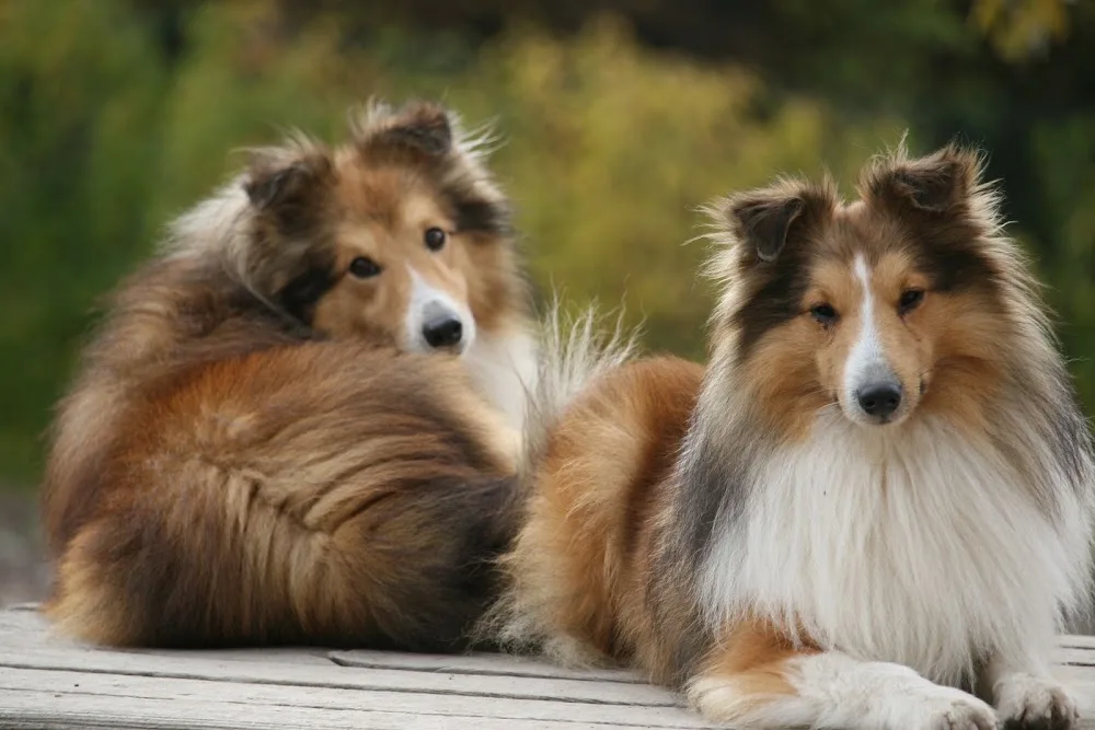 Pension canine et feline Les Jardins de Becky - Gers pet otel görseli 3