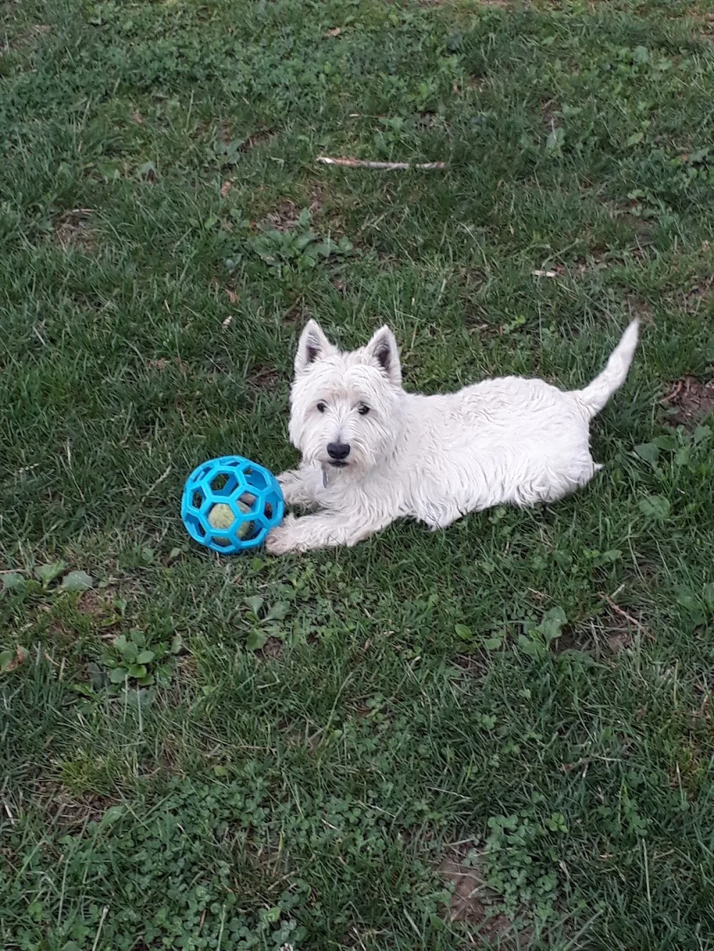 Pension Canine Innovadog - Gers pet otel