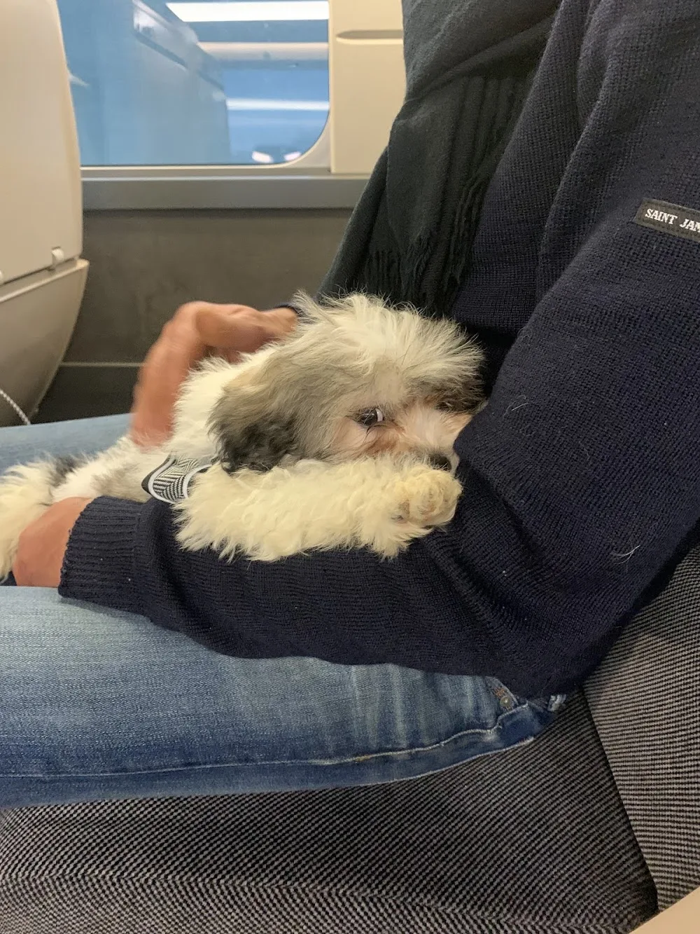 PENSION CANINE/FELIN- ELEVEUR CANIN (65) - Gers pet otel görseli 3