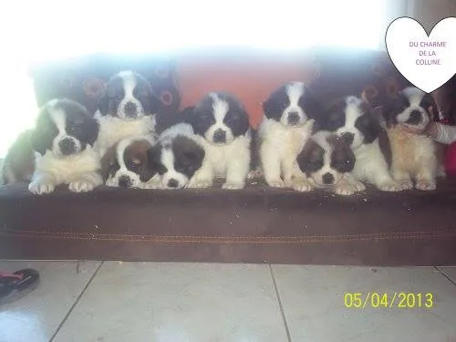 PENSION CANINE/FELIN- ELEVEUR CANIN (65) - Gers pet otel görseli 6