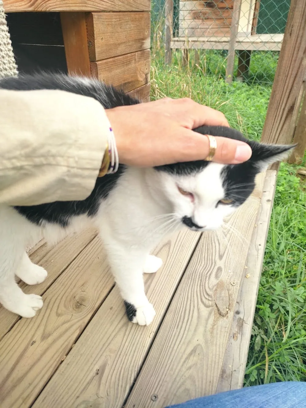 Pension pour chats La Ferme du Boussut - Gers pet otel