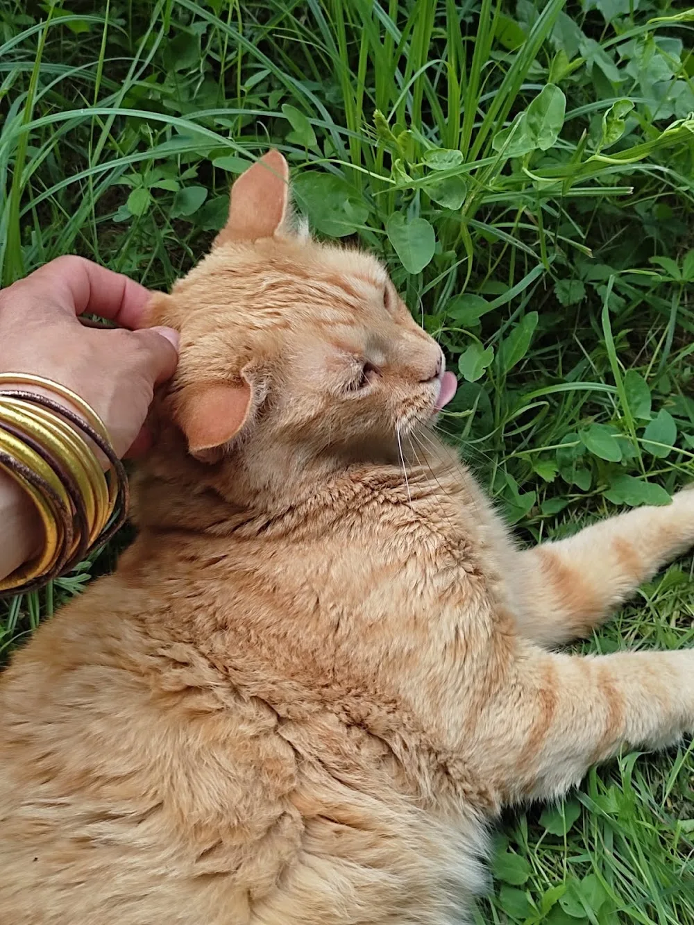 Pension pour chats La Ferme du Boussut - Gers pet otel görseli 3