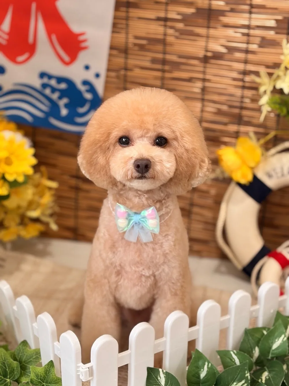 ママンプール Dog&Cat House - Gifu pet otel görseli 3