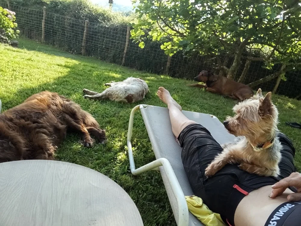 Resort canino Pikuko - Gipuzkoa pet otel görseli 3