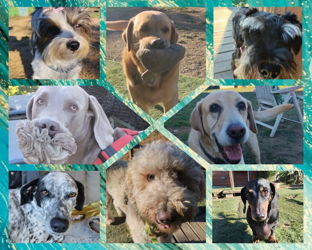 ANIMACANIS Dog Resort & Academy - Girona pet otel