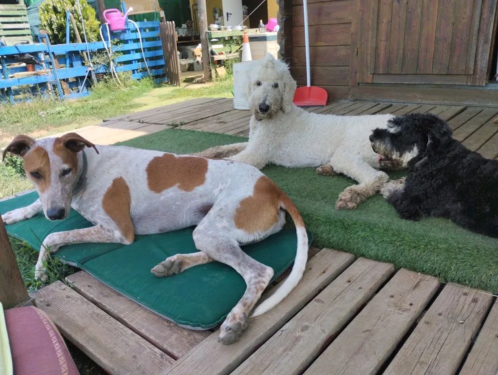 ANIMACANIS Dog Resort & Academy - Girona pet otel görseli 3
