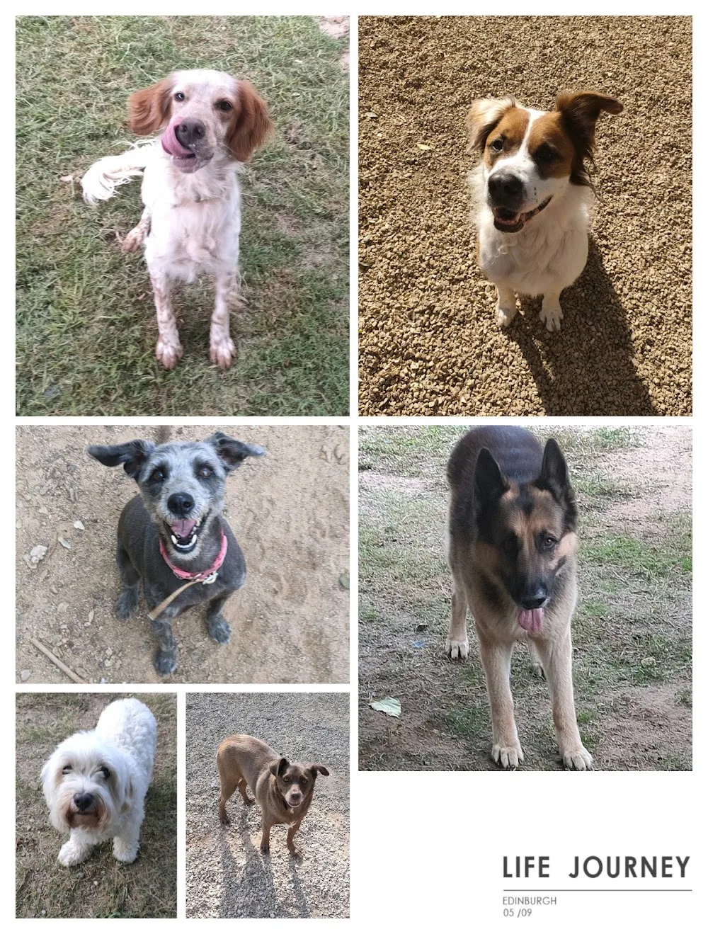 Centre caní k-ssa, ensinistrament i residència canina - Girona pet otel görseli 3