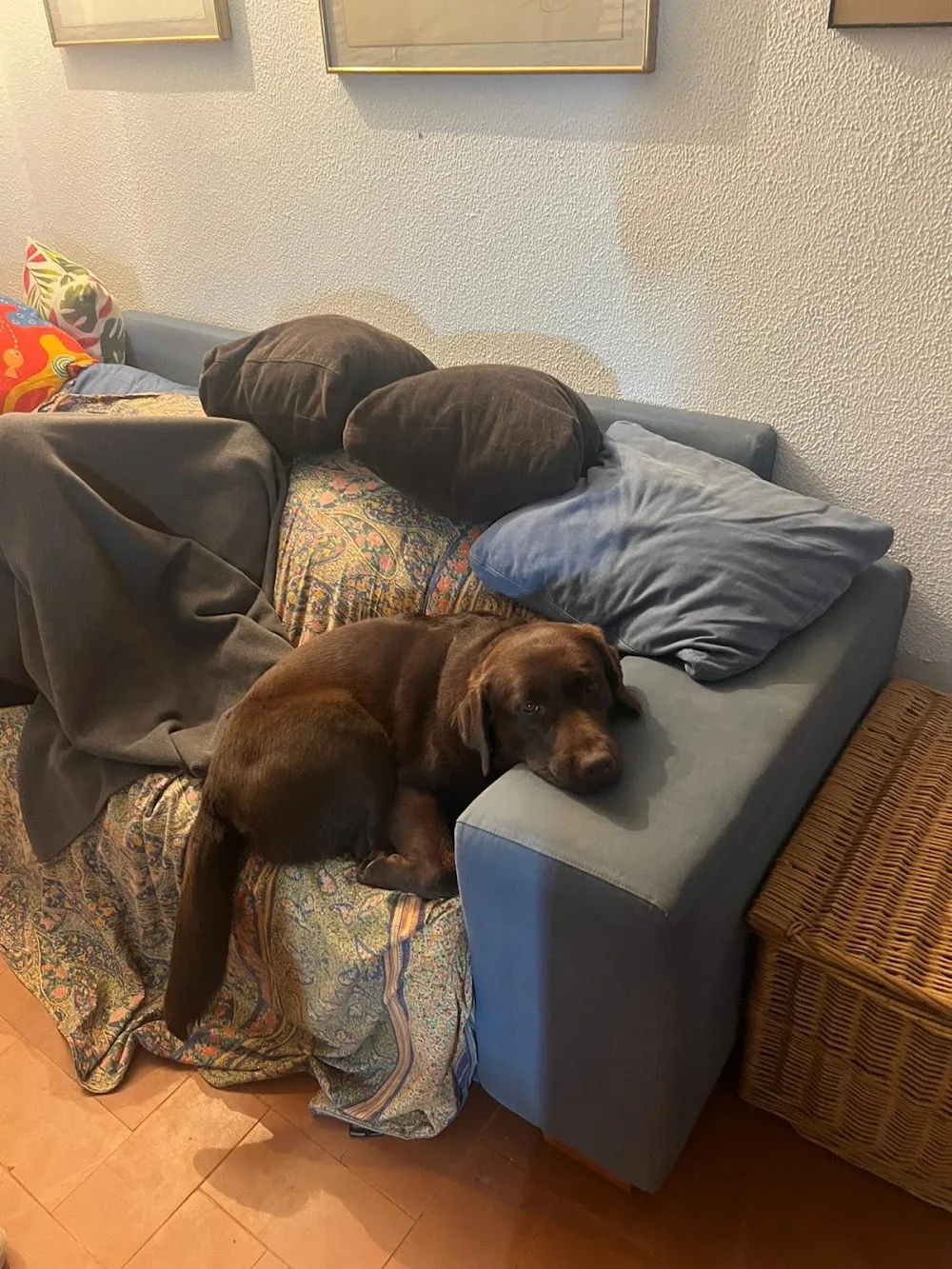 Com a casa - Girona pet otel görseli 3