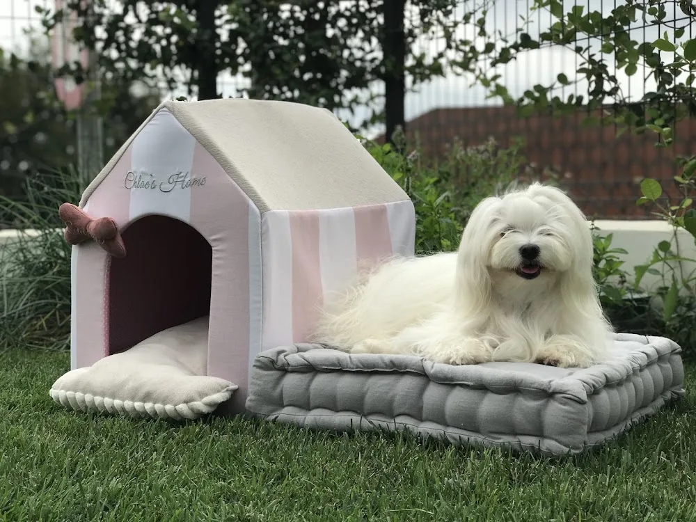 Hotel guardería canina para perritos mini y toy, Coco y Yo - Girona pet otel