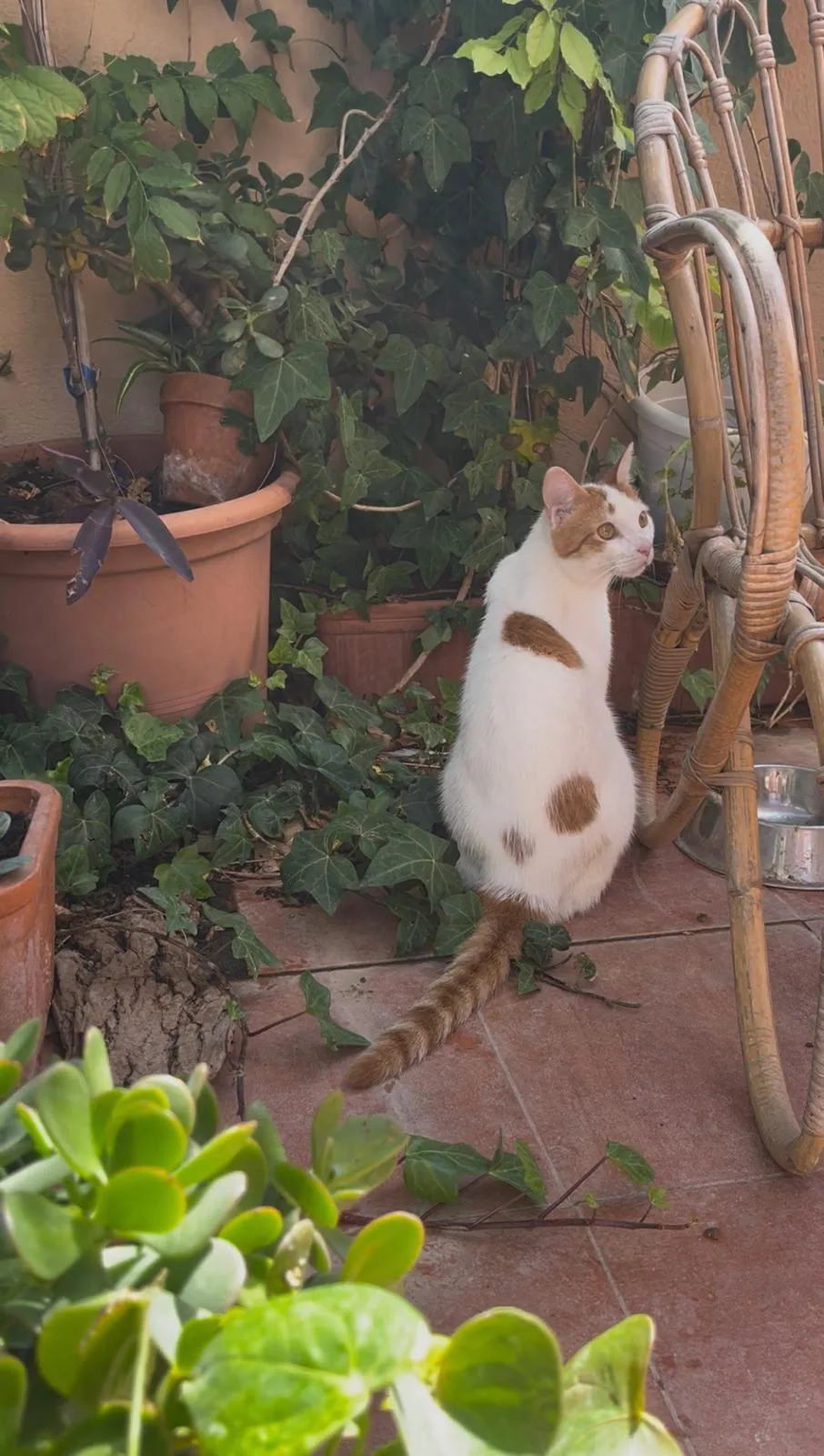 Purrfect Stay - Girona pet otel