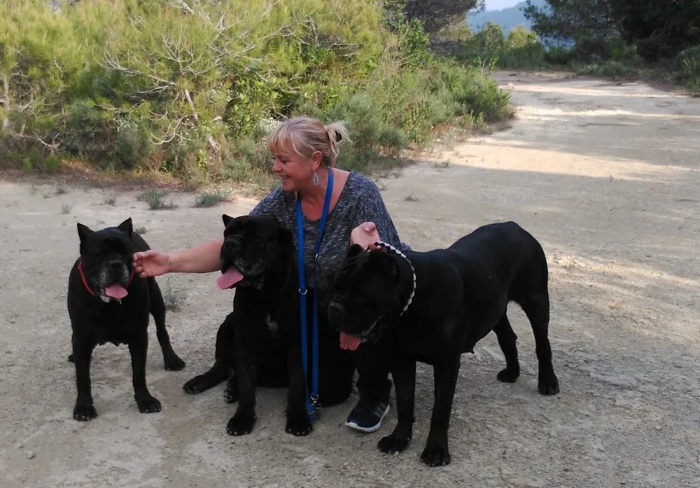 Residencia canina Banyoles Placocan - Girona pet otel görseli 3