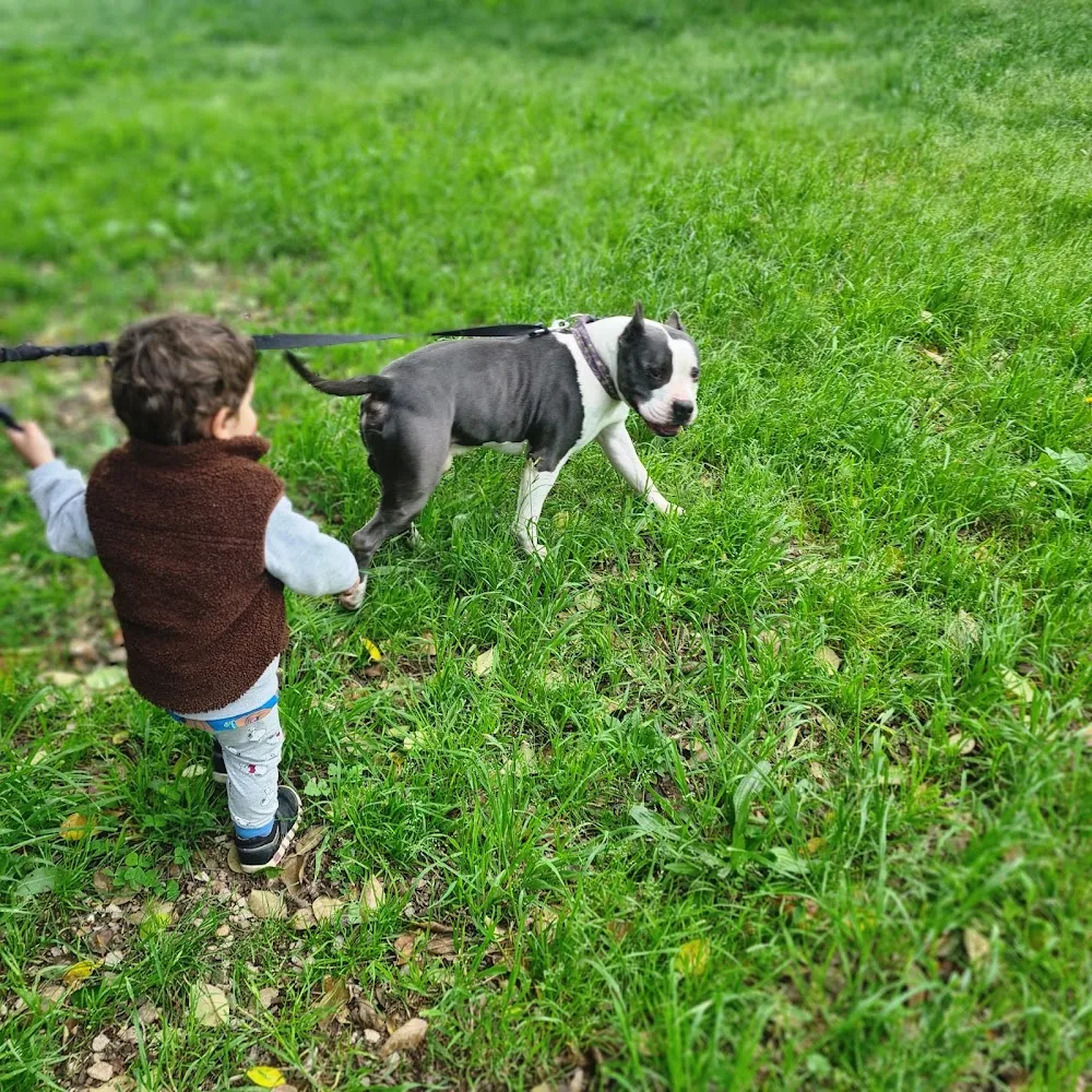 Residencia Canina Campdura - Girona pet otel görseli 3