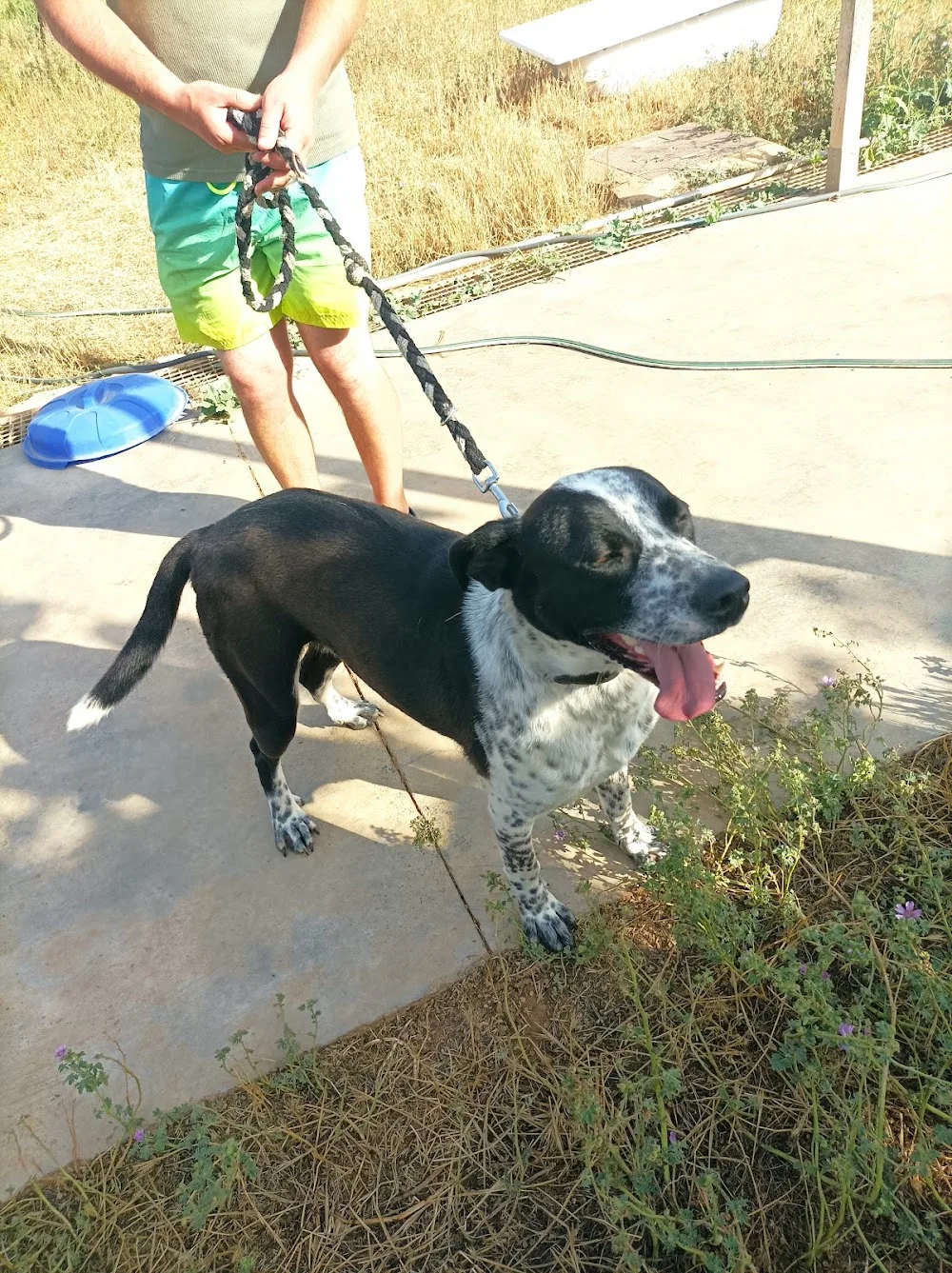 RESIDENCIA CANINA CANINIWEN - Girona pet otel
