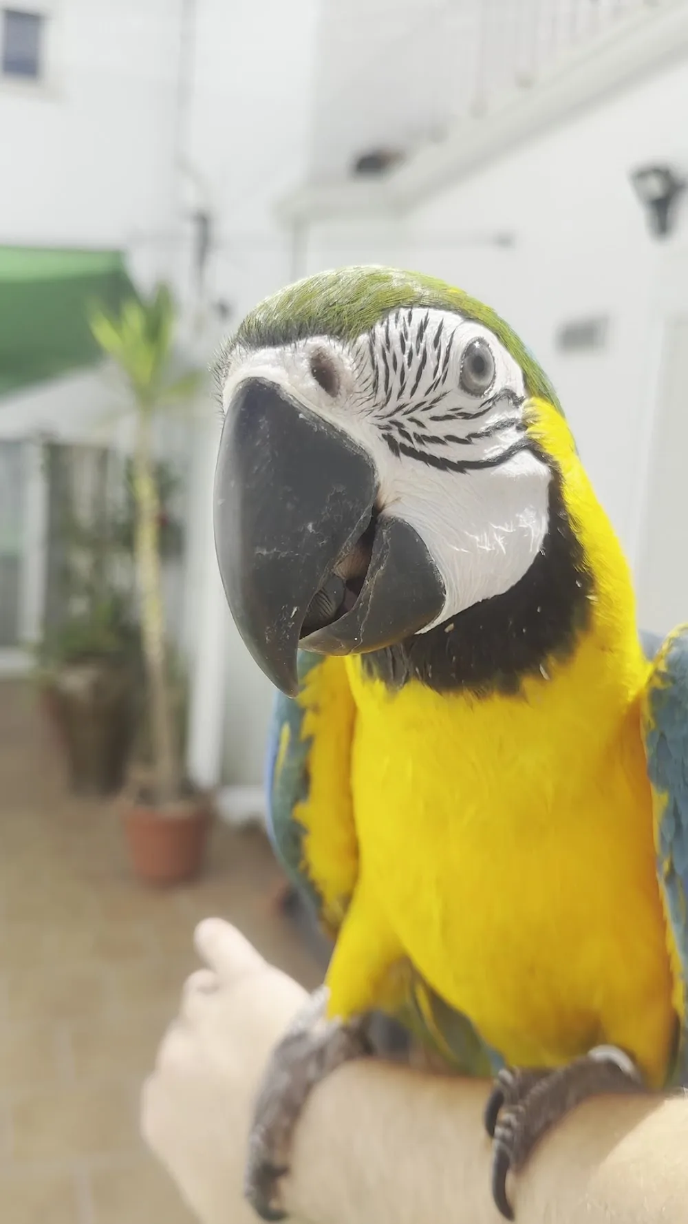 Residència Canina "LA KAMADA" - Girona pet otel