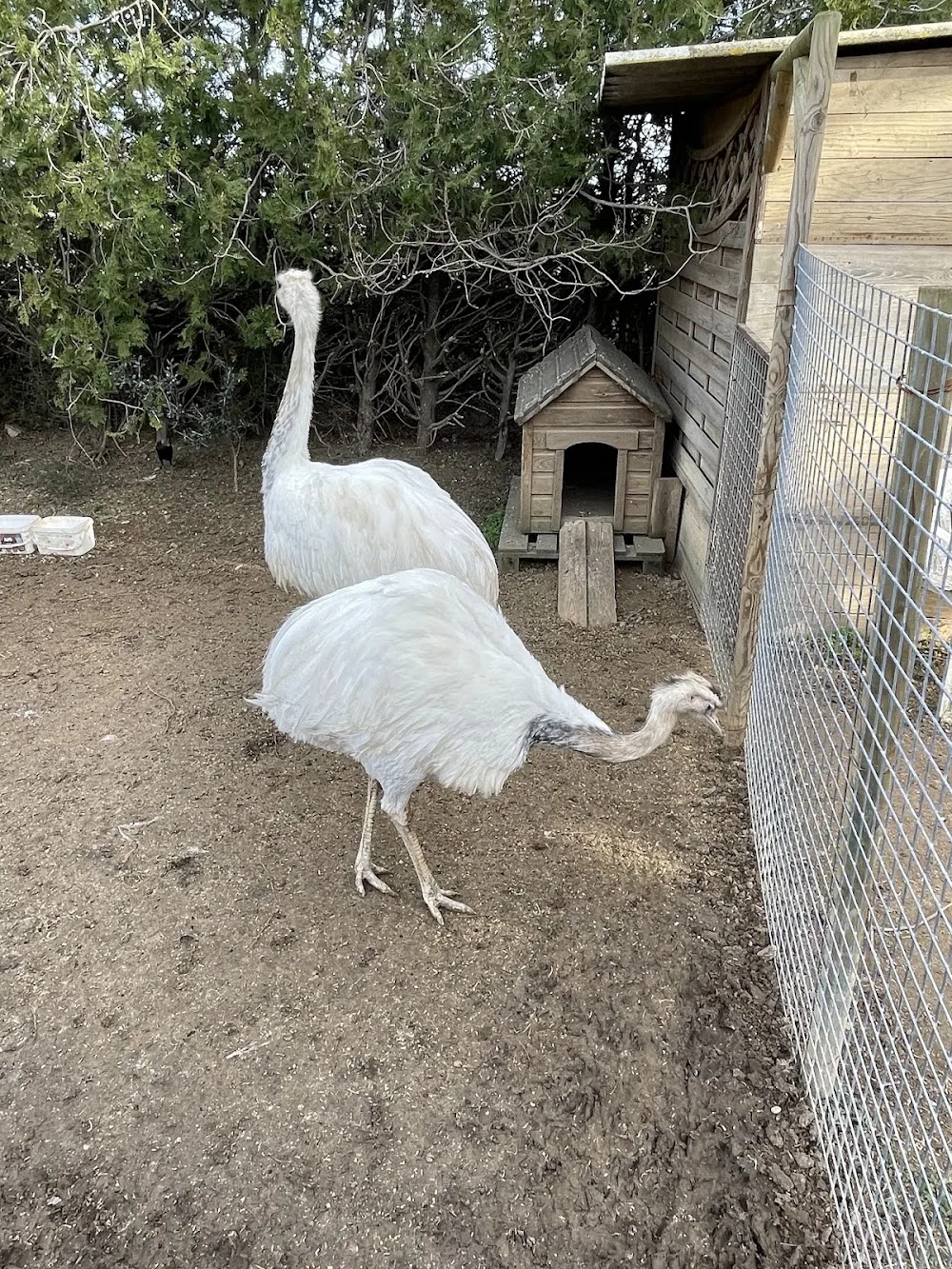 Residència Canina "LA KAMADA" - Girona pet otel görseli 3