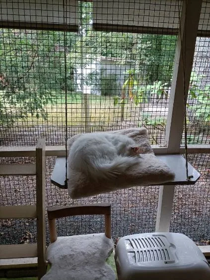Au Chat l'Heureux - Gironde pet otel görseli 3