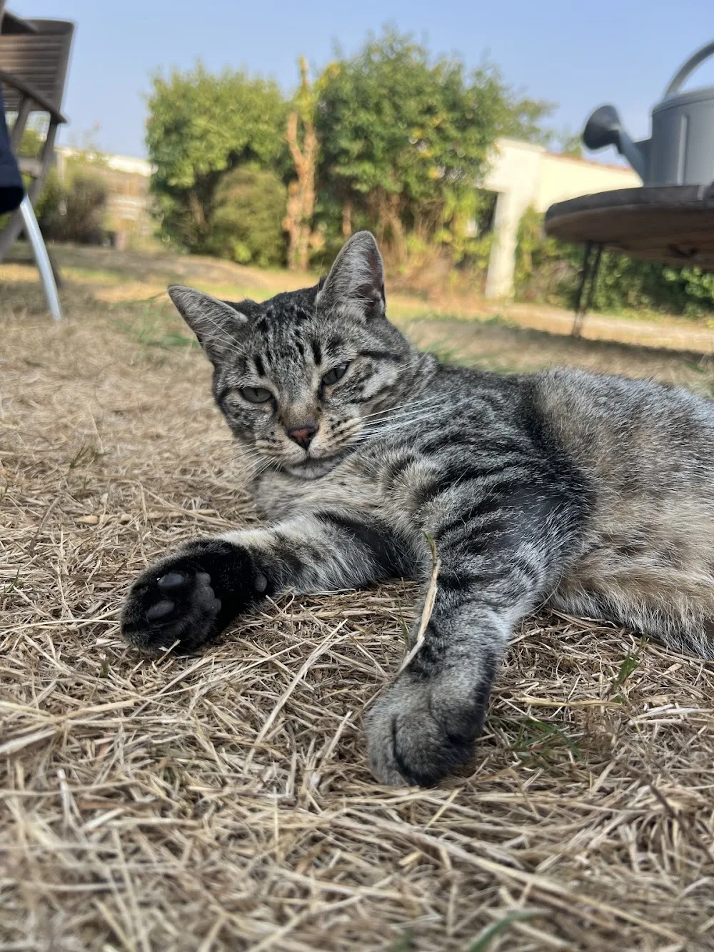 Câlins et Ronrons Garde de chats - Gironde pet otel