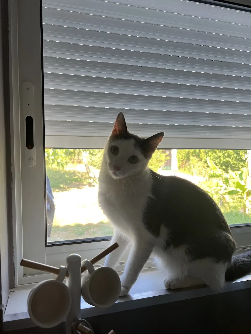 Câlins et Ronrons Garde de chats - Gironde pet otel görseli 3