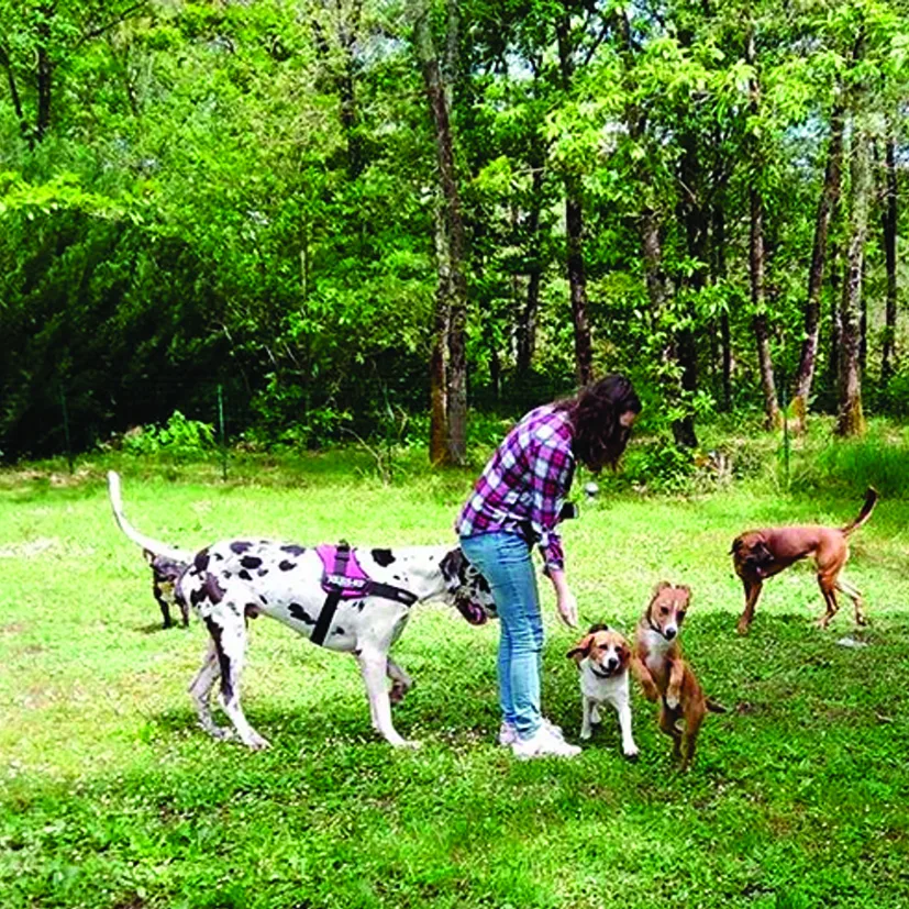 Gaya Animalia - Gironde pet otel