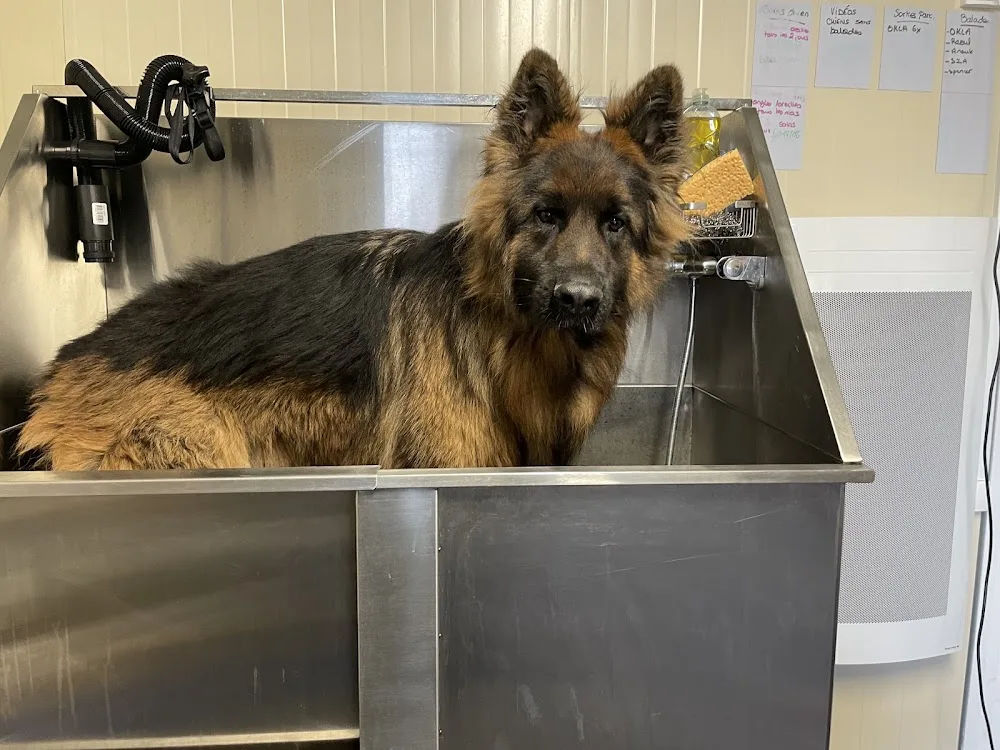 PENSION CANINE DES CABANES TCHANQUEES - Gironde pet otel görseli 3