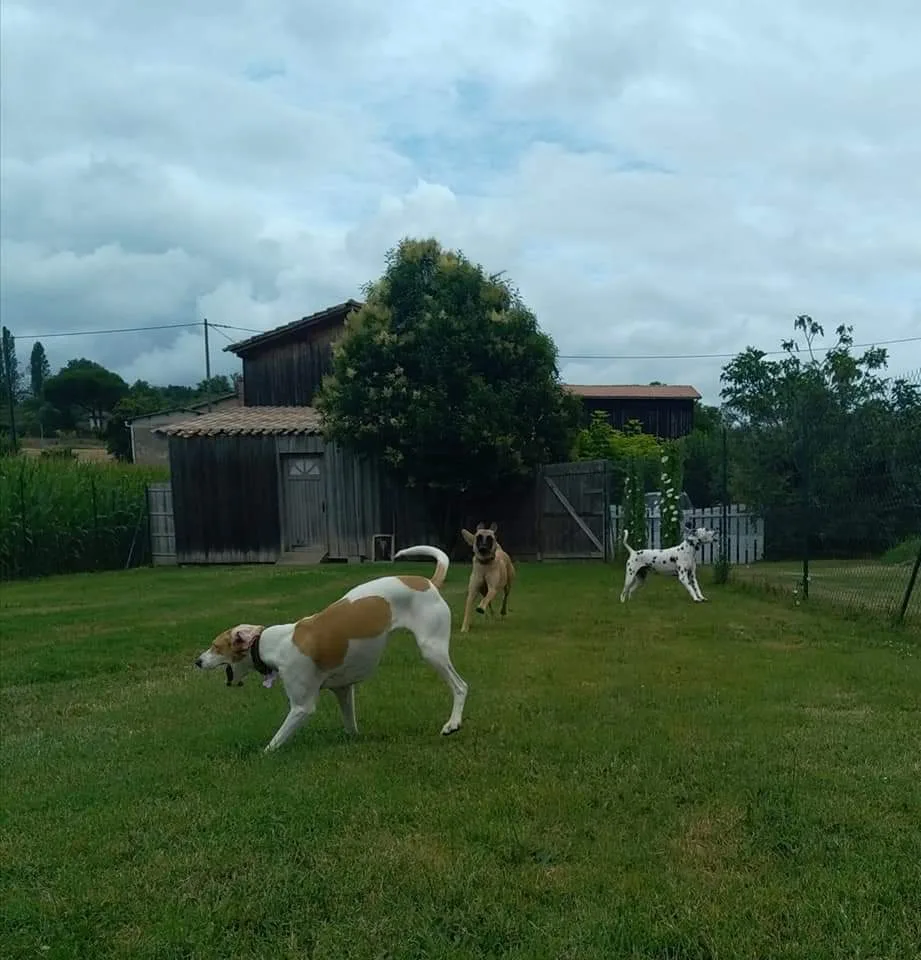 Pension Canine Des Cerisiers - Gironde pet otel
