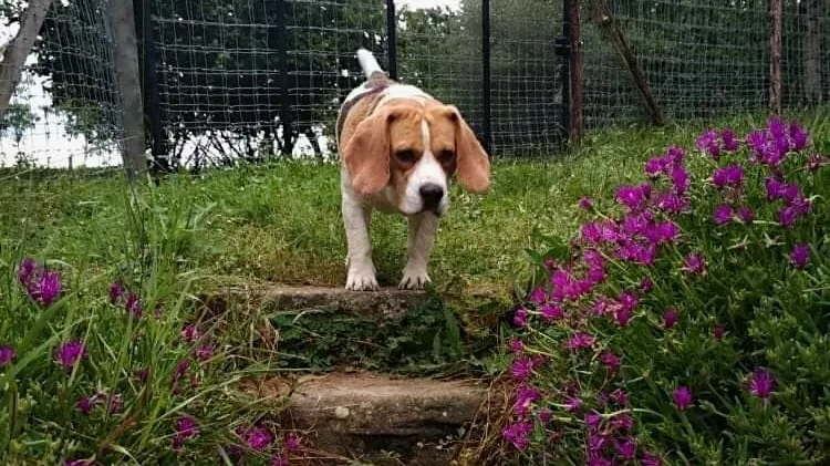 Pension canine Nature Animale - Gironde pet otel