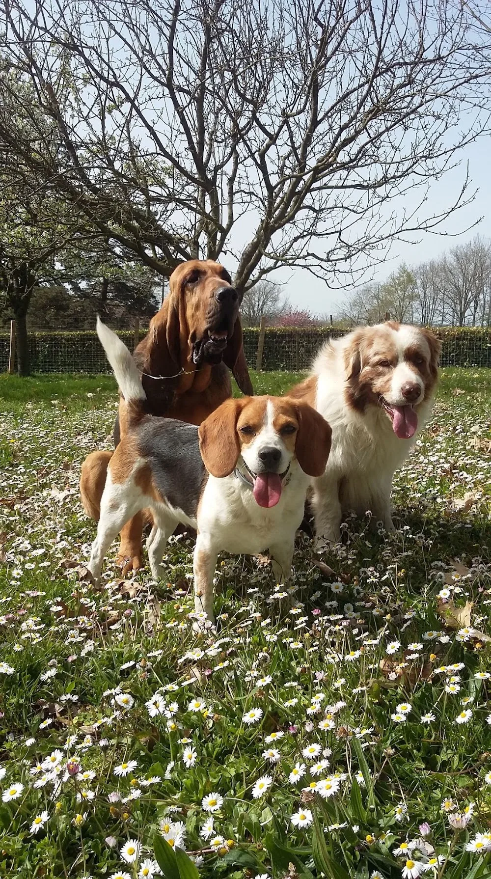 Pension canine Nature Animale - Gironde pet otel görseli 3