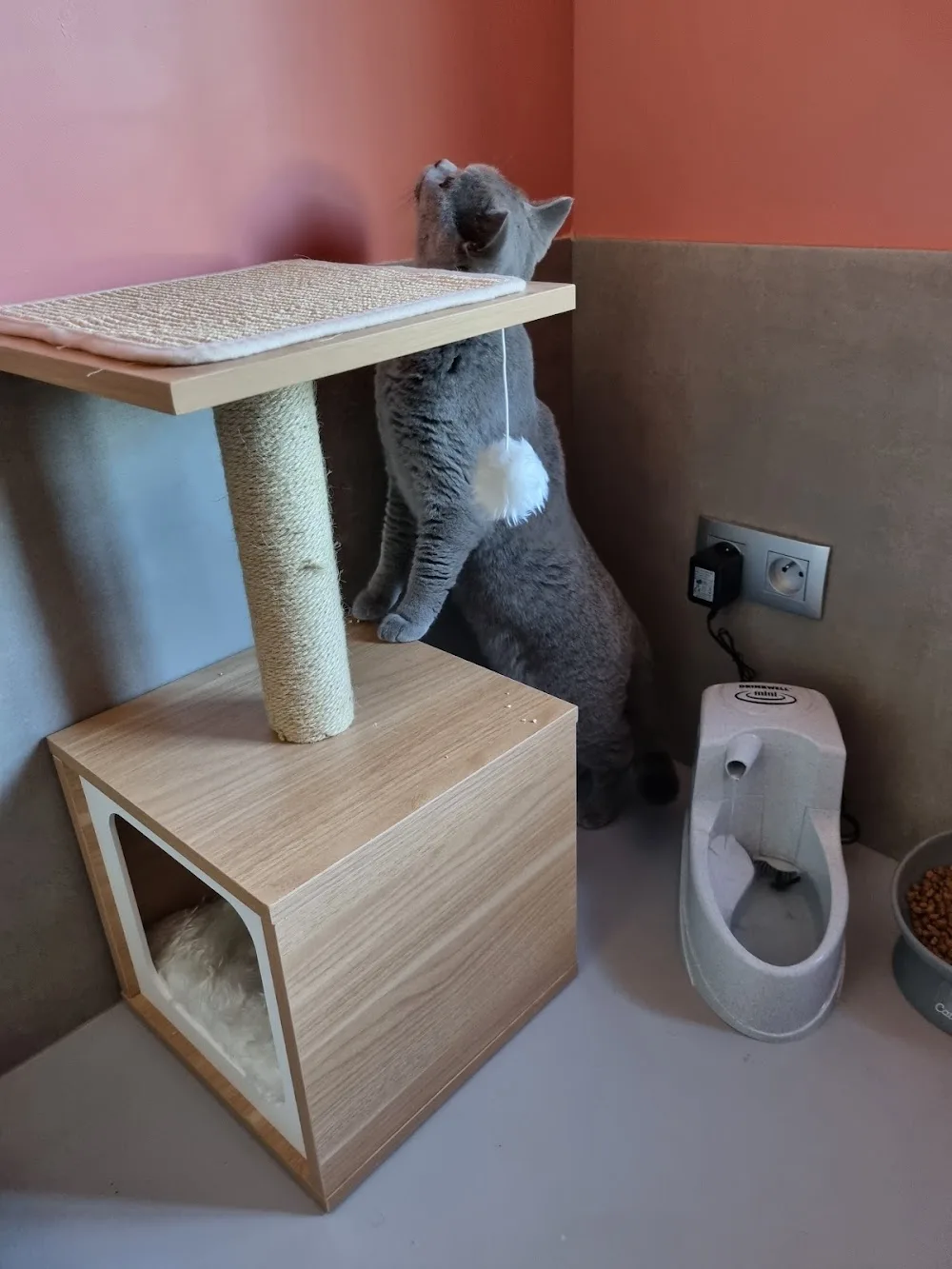 Pension feline Cat's Holidays - Gironde pet otel görseli 3