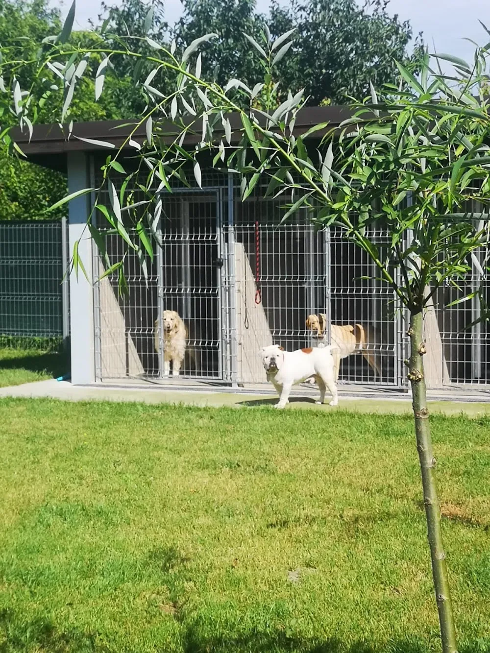 Dogs Pension Apache Two steps from Bucharest - Giurgiu pet otel görseli 3