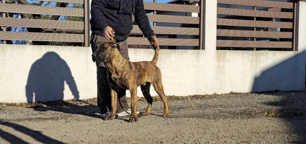 SavageDogsKennel - Giurgiu pet otel