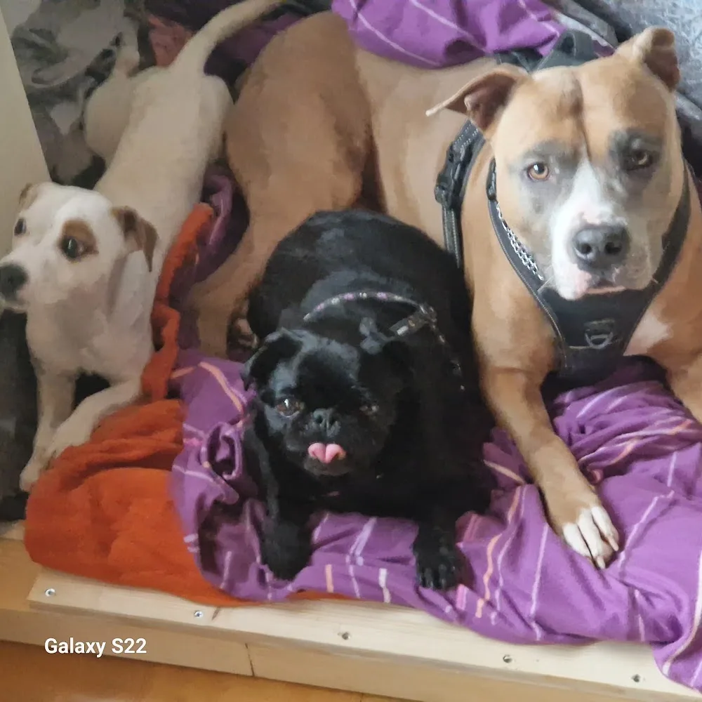 Dog Care & Sport Fritzlar - Glarus pet otel