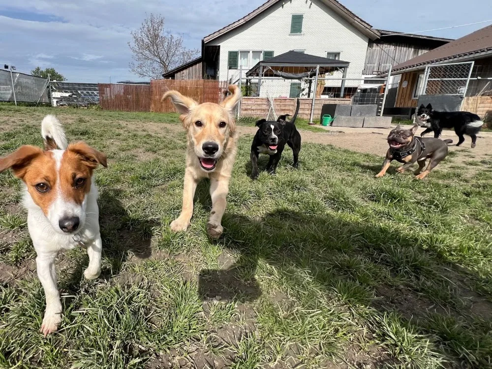 Hundezentrum Obersee Hundehotel - Glarus pet otel görseli 3