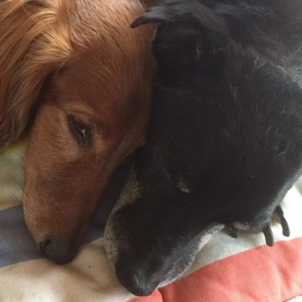 Walensee Wuffis | Familiäre Hundebetreuung am Walensee - Glarus pet otel görseli 5