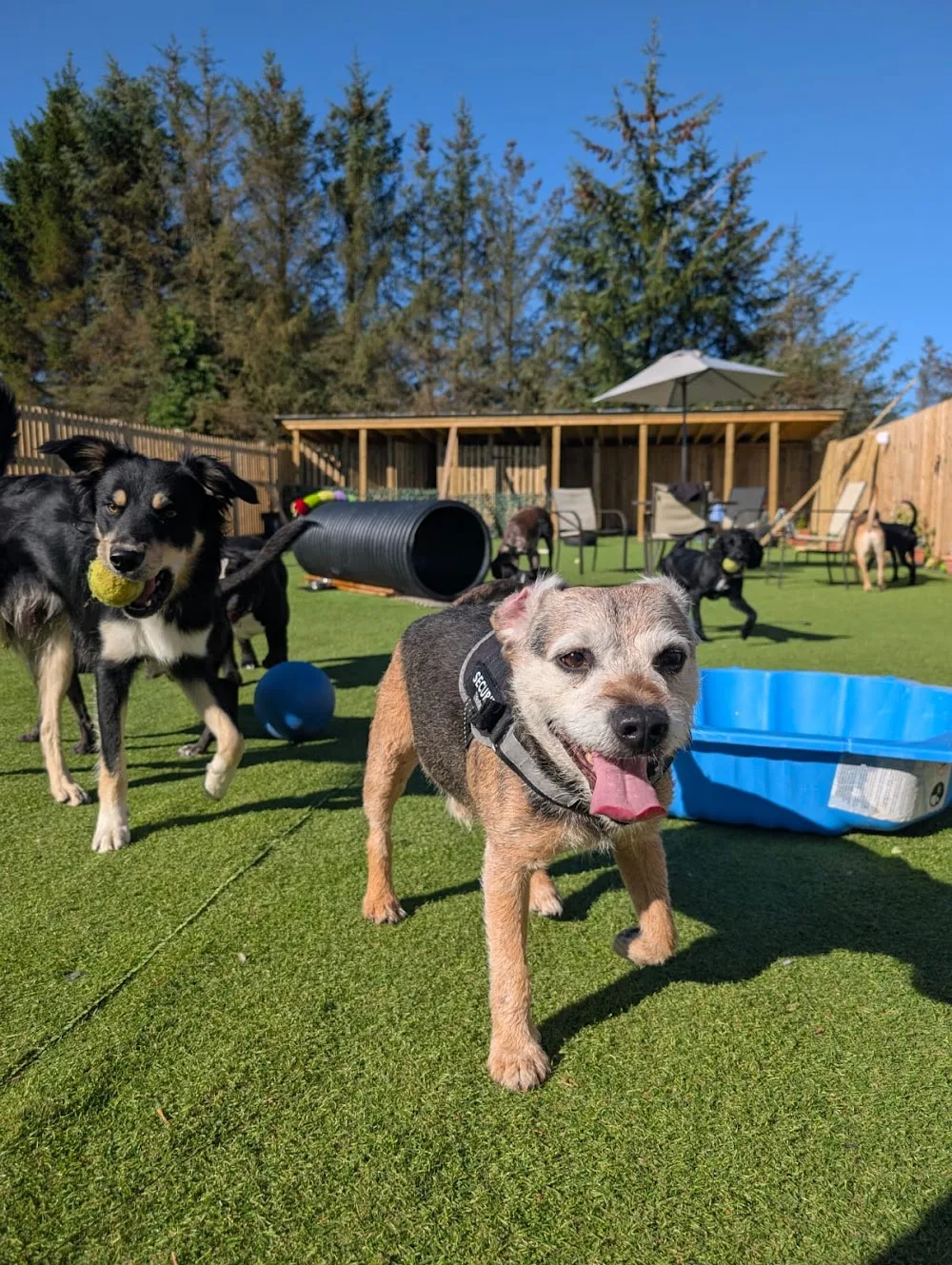 Belhaven Boarding Kennels - Glasgow pet otel