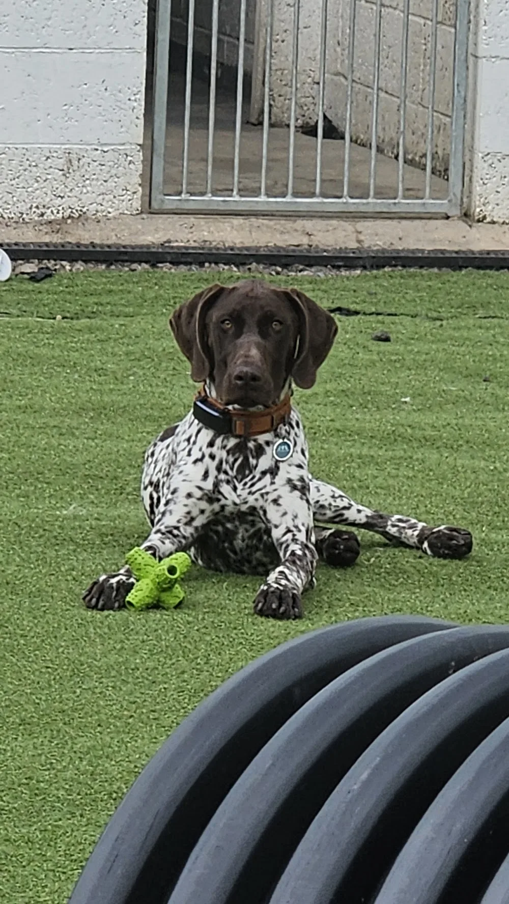 Belhaven Boarding Kennels - Glasgow pet otel görseli 3